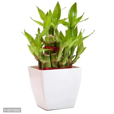 ENRICH PLANTS : LUCKY BAMBOO, 2 Layer, Good Fortune Live Plant, Home Decor Plant,