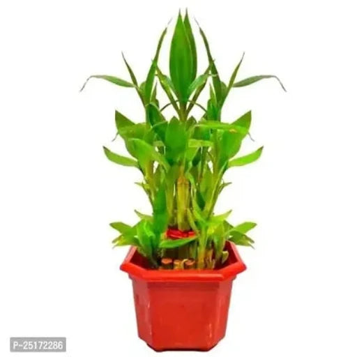 ENRICH PLANTS : LUCKY BAMBOO, 2 Layer, Good Fortune Live Plant, Home Decor Plant1