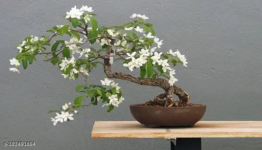 bonsai plant Table