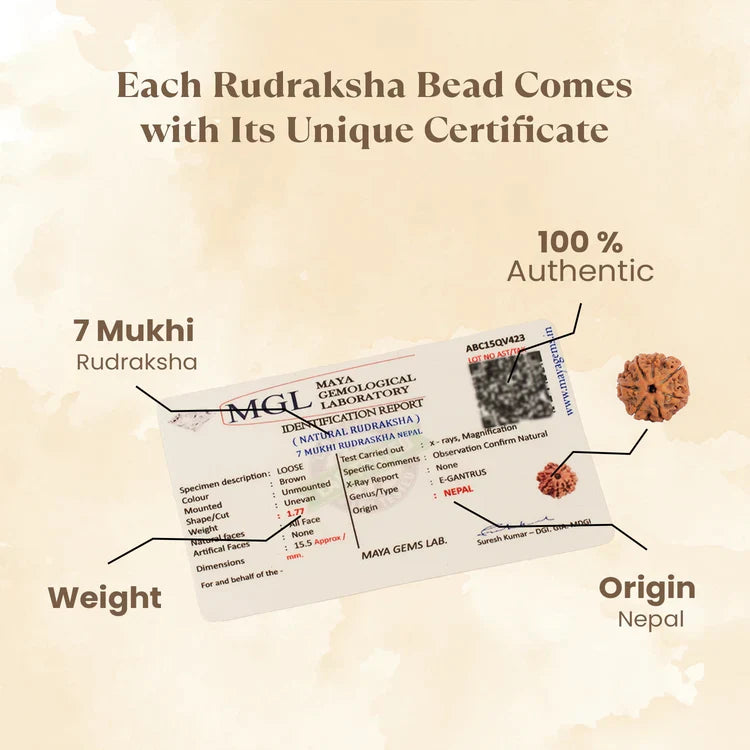 7 Mukhi Rudraksha with FREE Shree Yantra (6*6 inch)
