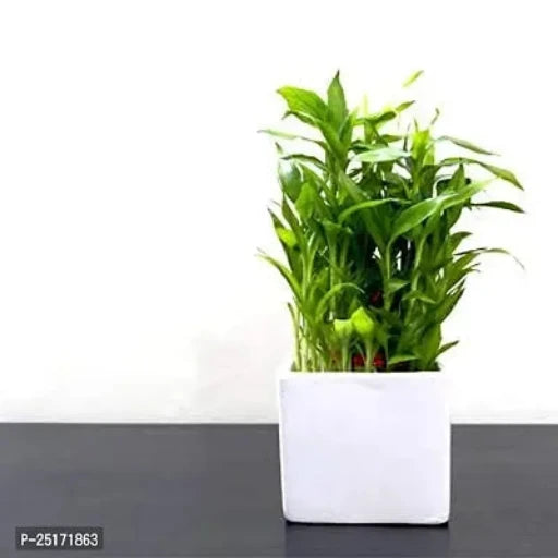 ENRICH PLANTS : LUCKY BAMBOO, 2 Layer, Good Fortune Live Plant, Home Decor Plant,