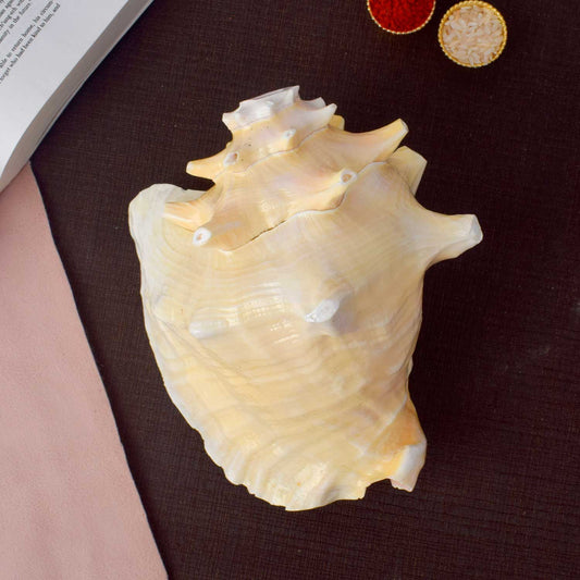 Dakshinavarti Annapurna Shankh (RARE Conch Shell)