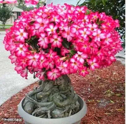 Plant Adenimum Sabi star, kudu, mock azalea, impala lily and desert rose