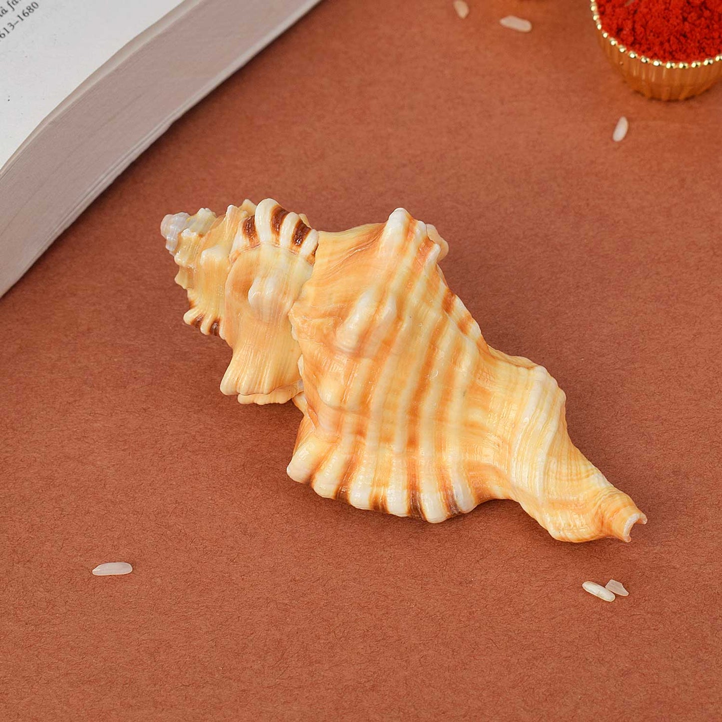 Ganesh Shankh (VERY RARE Cymatium lotorium)