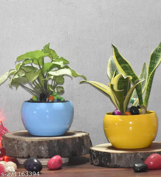 Trendy Pot Combo/Indoor/Outdoor/Plant Container Blue,Yellow ,5,5inch Pack 2