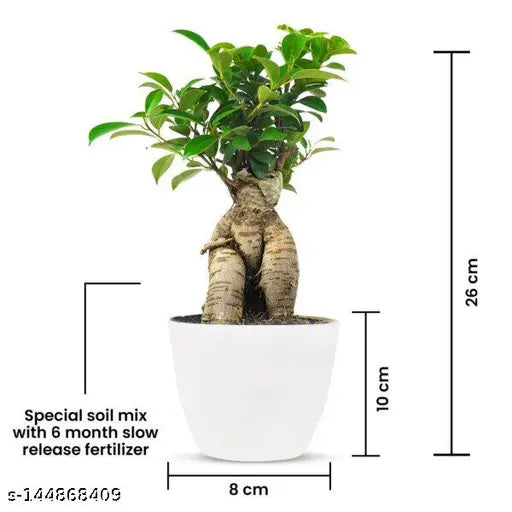 Ficus Ginseng Bonsai Tree - Indoor/Outdoor Plant, Birthday Gift, Home Decor (Plastic Pot)