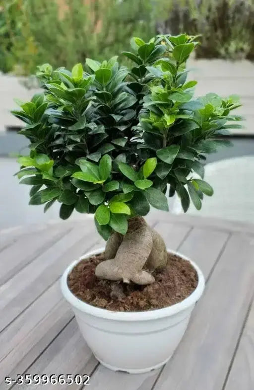 Ficus Bonsai Plants | Best Mini Tree for home and office in 4" White Round Pot