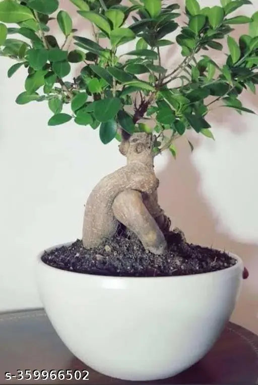 Ficus Bonsai Plants | Best Mini Tree for home and office in 4" White Round Pot