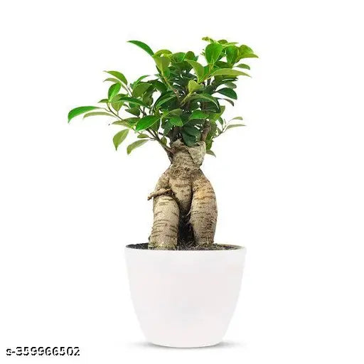 Ficus Bonsai Plants | Best Mini Tree for home and office in 4" White Round Pot