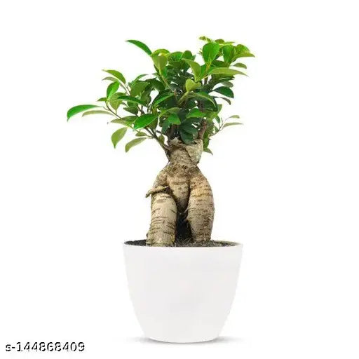 Ficus Ginseng Bonsai Tree - Indoor/Outdoor Plant, Birthday Gift, Home Decor (Plastic Pot)