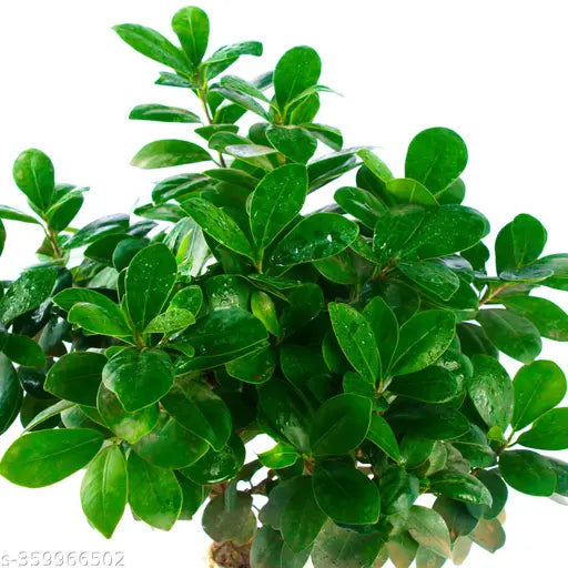 Ficus Bonsai Plants | Best Mini Tree for home and office in 4" White Round Pot